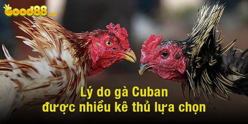 Lý do gà Cuban được nhiều kê thủ lựa chọn