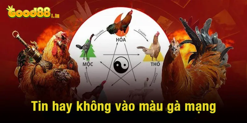 Tin hay không vào màu gà mạng